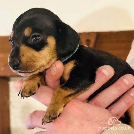 Dachshund (Standard &amp; Miniature) - Both