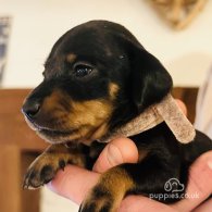 Dachshund (Standard & Miniature) - Both