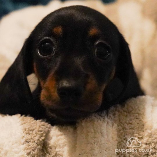 Dachshund (Standard & Miniature) - Both