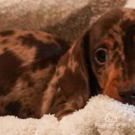 Dachshund (Standard & Miniature) - Both