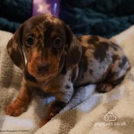 Dachshund (Standard & Miniature) - Both