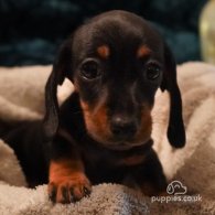 Dachshund (Standard & Miniature) - Both