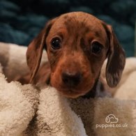 Dachshund (Standard & Miniature) - Both