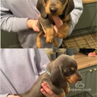 Dachshund (Standard & Miniature) - Both