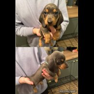 Dachshund (Standard &amp; Miniature) - Both