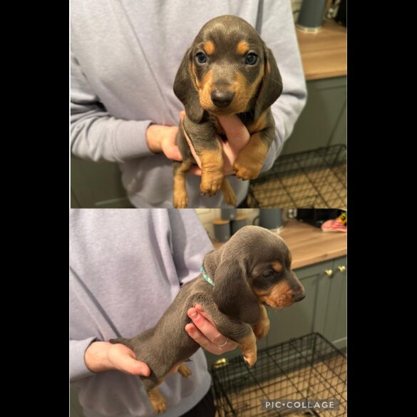 Dachshund (Standard &amp; Miniature) - Both