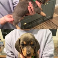 Dachshund (Standard & Miniature) - Both