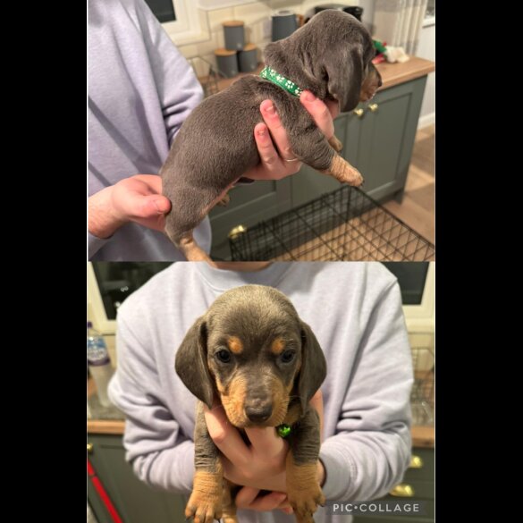 Dachshund (Standard &amp; Miniature) - Both