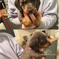 Dachshund (Standard & Miniature) - Both