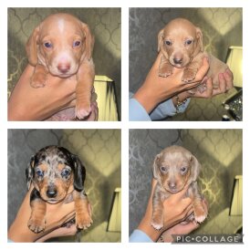 Dachshund (Standard &amp; Miniature) - Both