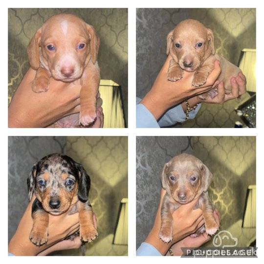 Dachshund (Standard &amp; Miniature) - Both