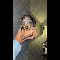 Dachshund (Standard &amp; Miniature) - Both