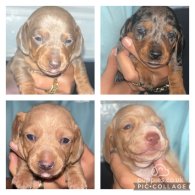 Dachshund (Standard & Miniature) - Both