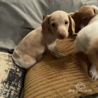 Dachshund (Standard & Miniature) - Both