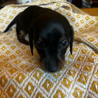 Dachshund (Standard & Miniature) - Both