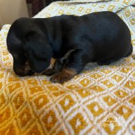 Dachshund (Standard & Miniature) - Both