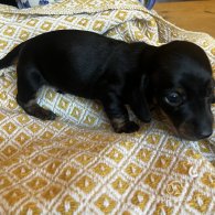 Dachshund (Standard & Miniature) - Both