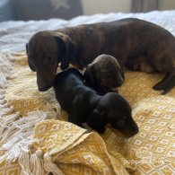 Dachshund (Standard & Miniature) - Both