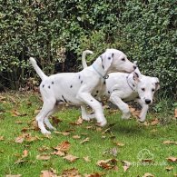 Dalmatian - Both