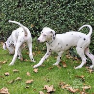 Dalmatian - Both