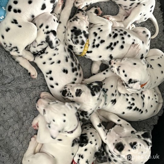 Dalmatian - Both