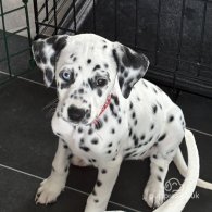 Dalmatian - Both