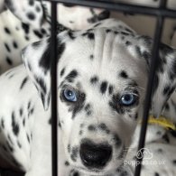 Dalmatian - Both