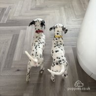 Dalmatian - Both