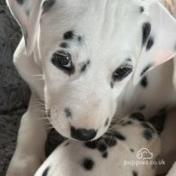 Dalmatian - Both