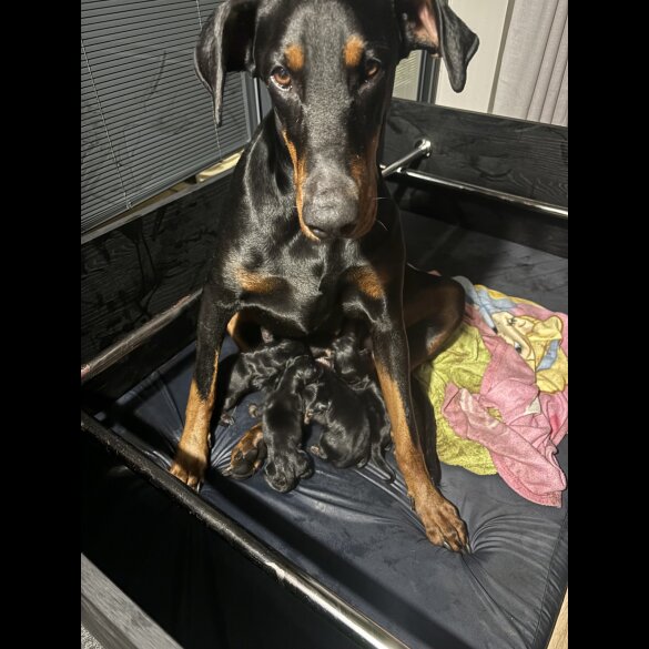 Doberman - Both