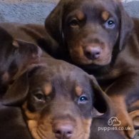 Doberman - Dogs