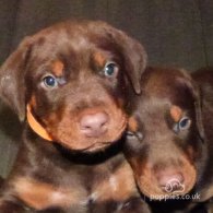 Doberman - Dogs