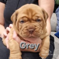 Dogue De Bordeaux - Both