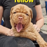 Dogue De Bordeaux - Both