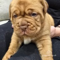 Dogue De Bordeaux - Both