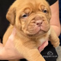 Dogue De Bordeaux - Both