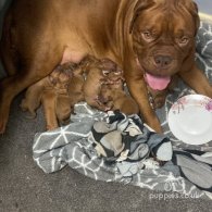 Dogue De Bordeaux - Both