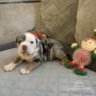 Dorset Olde Tyme Bulldogge - Both