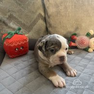 Dorset Olde Tyme Bulldogge - Both