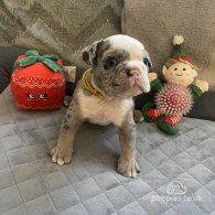 Dorset Olde Tyme Bulldogge - Both