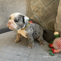 Dorset Olde Tyme Bulldogge - Both