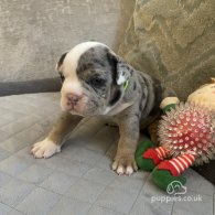 Dorset Olde Tyme Bulldogge - Both