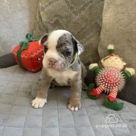 Dorset Olde Tyme Bulldogge - Both