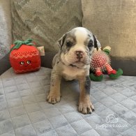 Dorset Olde Tyme Bulldogge - Both