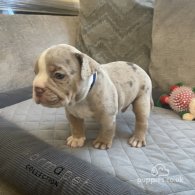 Dorset Olde Tyme Bulldogge - Both