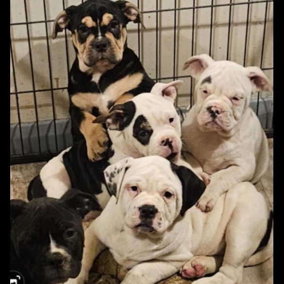 Dorset Olde Tyme Bulldogge - Bitches