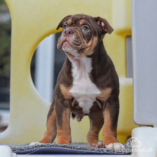 Dorset Olde Tyme Bulldogge - Both