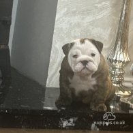 English Bulldog - Bitches