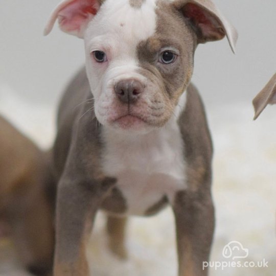 Dorset Olde Tyme Bulldogge - Both