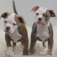 Dorset Olde Tyme Bulldogge - Both